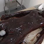 全身チョコレートで埋め尽くす女体盛りバレンタインメッシーどろどろエステ動けない女を拷問変態フェチ動画