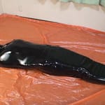 ラバーマミフィケーション完全拘束呼吸制御拷問プレイ