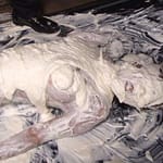 生クリーム女体盛りメッシー│仰向けになり顔面まで全身ドロドロになる変態フェチ動画