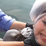 完全拘束拷問│アソコに鉛筆を複数本刺すなんて過激変態フェチ動画