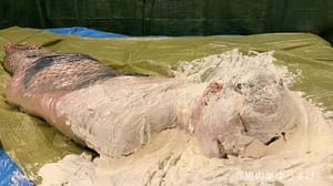 顔面山盛生クリームメッシーマミフィケーションラップ完全拘束｜危険呼吸制御変態フェチ動画