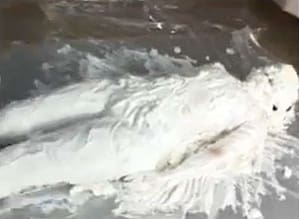 生クリームパイ投げ女体盛りメッシー｜嫌がりながらも受け入れる姿に興奮変態フェチ動画