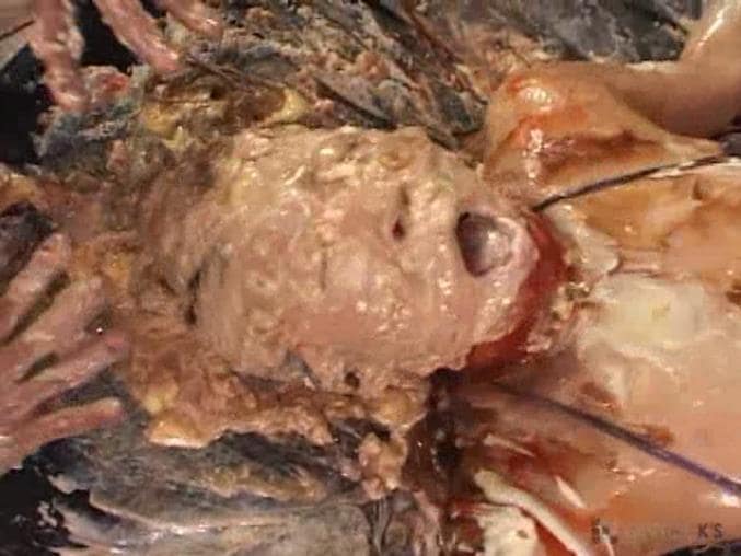 女体盛り顔面メッシー